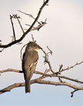 Olive sided Flycatcher 3666